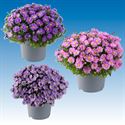Bild von Asters P19 Divers